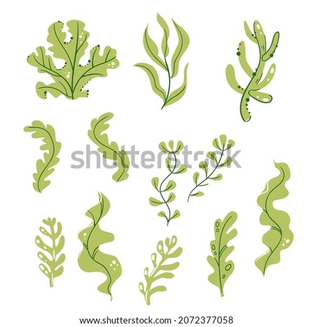 Set of watercolor seaweed, corals and stones isolated on white background. Underwater watercolor algae set. Aquarium plants collection. Vector marine life. Royalty-Free Stock Photo #2072377058
