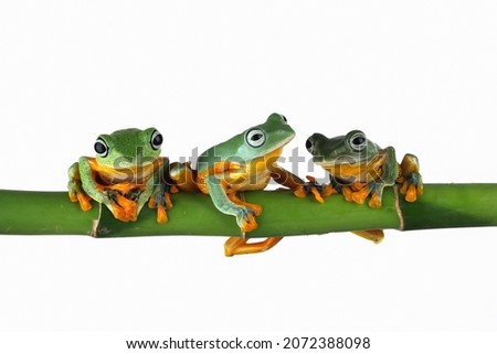 Flying frog closeup face on branch, Javan tree frog closeup image on white background
