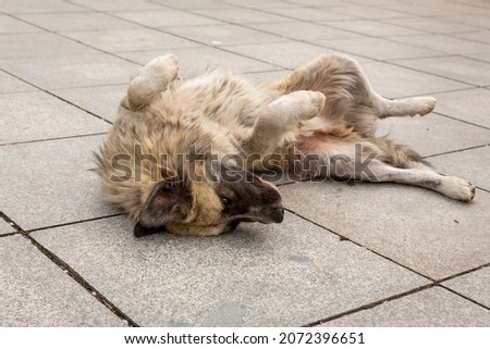 A large shaggy dog with multi-colored fur lies on the granite slabs and enjoys life. Portrait of an abandoned dog. Homeless dogs on the streets of Tbilisi. Sterilized and chipped dogs.