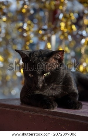 Black cat lying on old wooden table and golden and silver bells background.