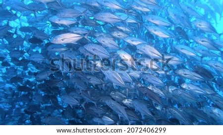 The Big-eyed Trevally is found in the tropical Indo-Pacific region. This species forms slow-moving flocks during the day, dispersing at night, feeding mainly on fish and crustaceans.