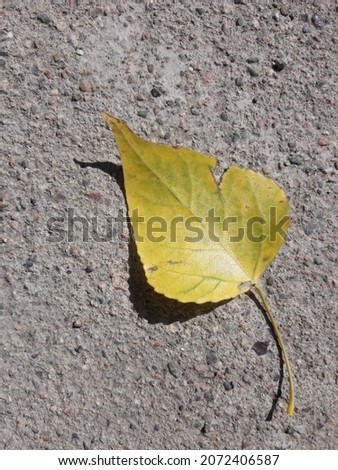 Close-up of a beautiful autumn yellow leaf and its shadow