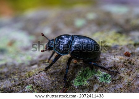 Detailed macro close up of a black and blue dor beetle or dung beetle with long bristly legs Royalty-Free Stock Photo #2072411438