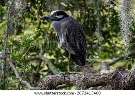 Black Crowned Night Heron: New Orleans, Louisiana