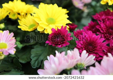 Various colored Chrysanthemums in flower during fall.