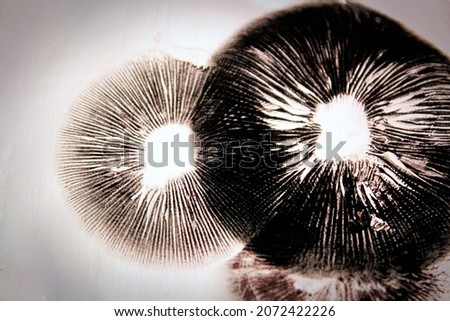 Dark spore prints showing the gills of a mushroom. Royalty-Free Stock Photo #2072422226