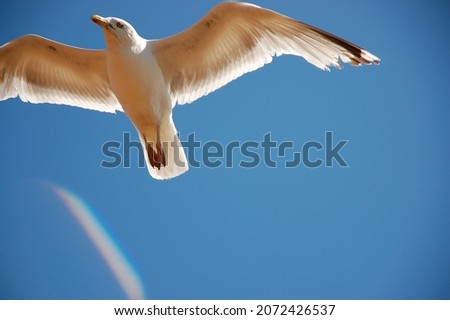 Flying seagull in front of cloudless blue sky