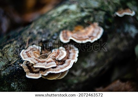 Closeup view of a group of birch tailed polypore mushroom, versicolor trametes polyporaceae. 