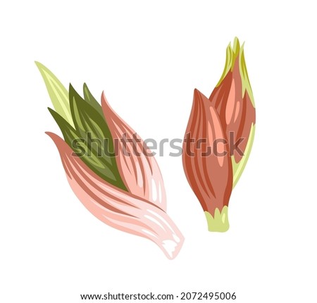 Japanese Myoga Ginger. Edible flower buds. Asian vegetable, cooking ingredient. Healthy vegetarian food. Flat hand drawn vector cartoon illustration for recipe, menu, label, product packaging. Royalty-Free Stock Photo #2072495006