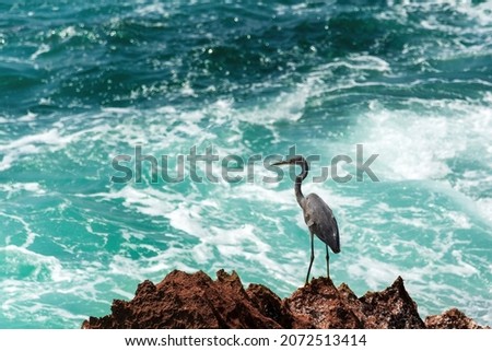 black Heron on the the rock at the beach with sea waves in background