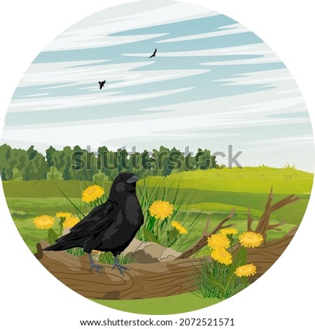 Round composition. A black raven stands on a log in a clearing with blooming yellow dandelions. Wild crow Corvus corax. Realistic vector landscape