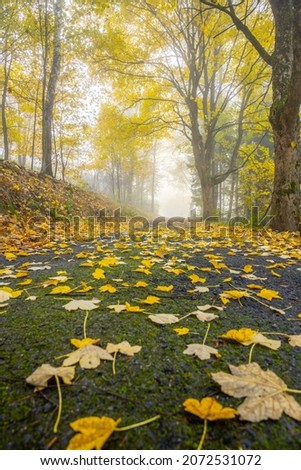Narrow rural asphalt road covered by maple leafs