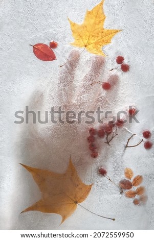 The concept of changing seasons. Silhouette of a hand through the ice. Yellow and red leaves frozen in ice.