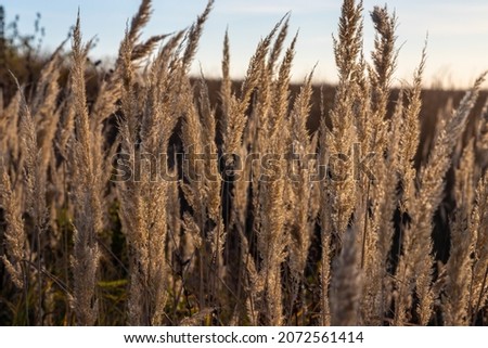 Dry grass flowers in the sky background. Close view of grass stems against sky. Calm and natural background. Soft Selected focus.