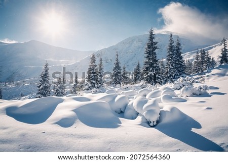 Gorgeous snow-covered spruces on a frosty day. Carpathian mountains, Ukraine, Europe. Perfect wallpapers. Fabulous photo of winter vacation. Happy New Year celebration concept. Beauty of earth.