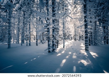 Charming snow-covered spruces lit by the sun on a frosty day. Carpathian mountains. Picturesque wallpapers. Fabulous photo of winter vacation. Happy New Year celebration concept. Beauty of earth.