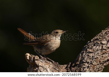 Nightingale perched in profile on a branch, looking at the camera. With green background out of focus. Horizontal image. The bird illuminated by the sun. Wildlife concept. Royalty-Free Stock Photo #2072568599
