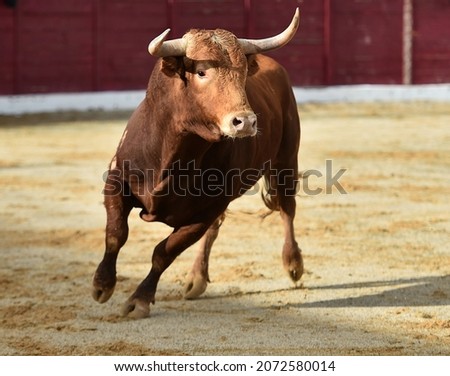 Angry bull with big horns in spanish bullring Royalty-Free Stock Photo #2072580014
