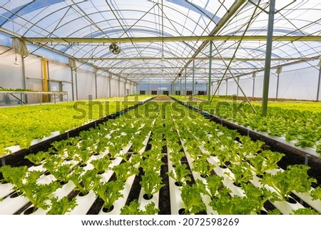 Hydroponic agricultural system, organic hydroponic vegetable garden at greenhouse. Growing plants using mineral nutrient solutions, in water, without soil or Dynamic Root Floating Technique. Royalty-Free Stock Photo #2072598269