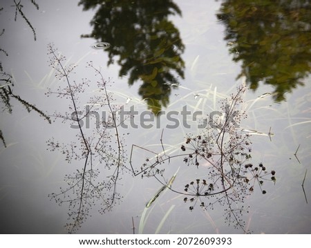 Reflection of plants in water