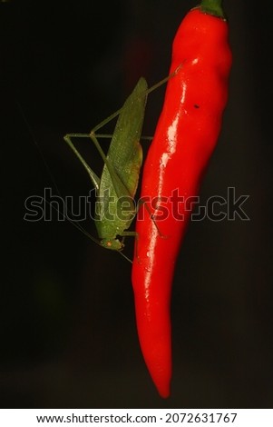A green katydid is looking for prey on a wild flower.