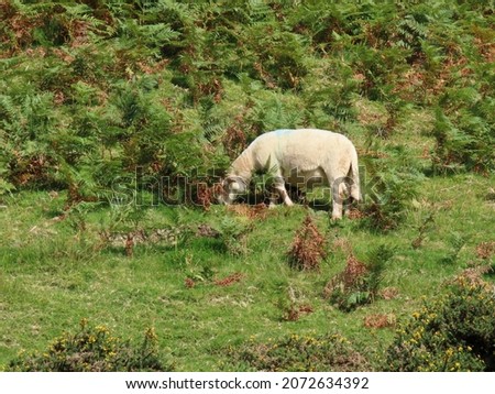 White sheep grazing on a steep mountain side in green gras and ferns in Snowdonia National Park, North Wales. Selective focus