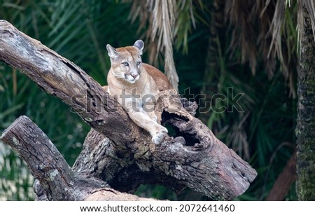 Puma or cougar lying on a tree trunk with rainforest vegetation in the background. selective focus