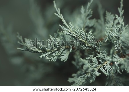 Close up image of green needle of conferous fir tree.Macro photography with selective focus and very shallow depth of field.Merry christmas and happy new year greeting background.