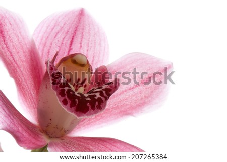beautiful background of fresh flowers photographed in the studio