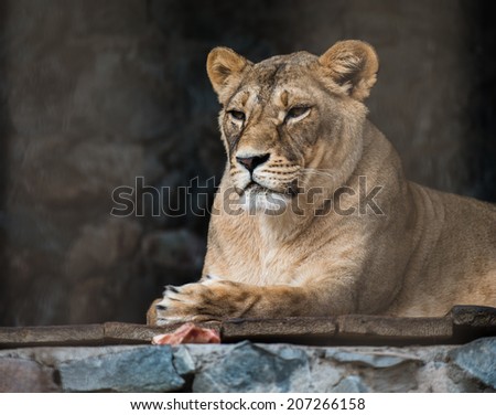 high-res picture of lioness with an artistic background
