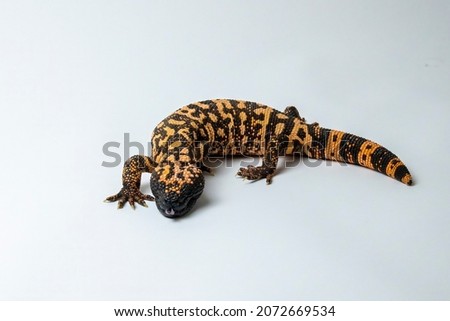 Hissing Gila Monster Lizard Isolated on White Background Royalty-Free Stock Photo #2072669534