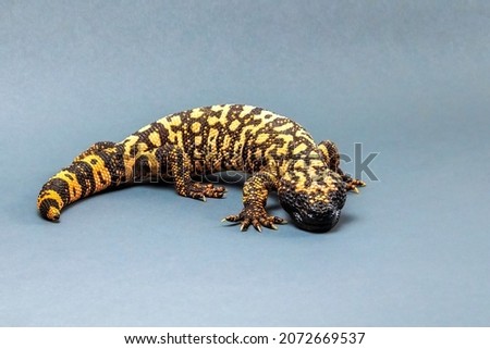 Gila Monster Lizard Isolated on Grey Background Royalty-Free Stock Photo #2072669537