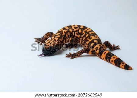 Hissing Gila Monster Lizard Isolated on White Background Royalty-Free Stock Photo #2072669549