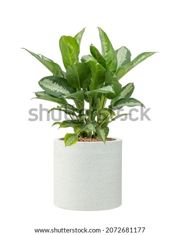Aglaonema Silver Bay (Silver King , Chinese Evergreen) plant in pot isolated on white background. Royalty-Free Stock Photo #2072681177