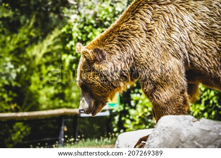 danger, beautiful and furry brown bear, mammal