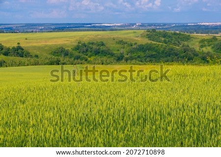  Summer photo. Wheat is a grass widely cultivated for its seed, a cereal grain which is a worldwide staple food. The many species of wheat together make up the genus Triticum 