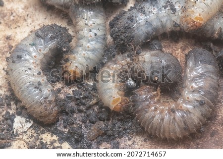 close shot of the white soil beetle larvae Royalty-Free Stock Photo #2072714657
