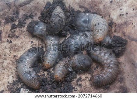 close shot of the white soil beetle larvae Royalty-Free Stock Photo #2072714660
