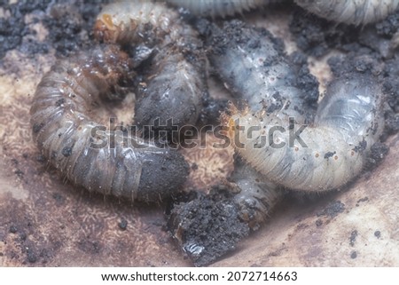 close shot of the white soil beetle larvae Royalty-Free Stock Photo #2072714663