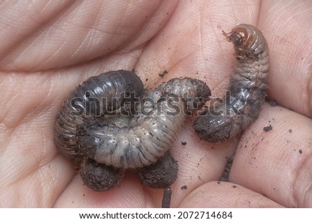 close shot of the white soil beetle larvae Royalty-Free Stock Photo #2072714684