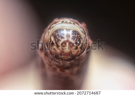 close shot of the white soil beetle larvae Royalty-Free Stock Photo #2072714687