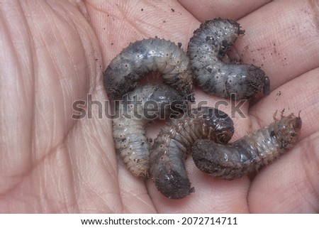 close shot of the white soil beetle larvae Royalty-Free Stock Photo #2072714711