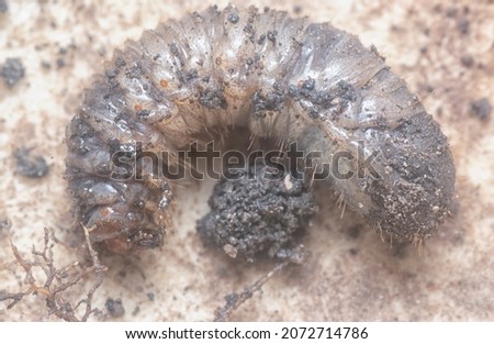close shot of the white soil beetle larvae Royalty-Free Stock Photo #2072714786