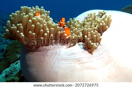 Three False clown anemonefish on anemone Boracay Philippines                              