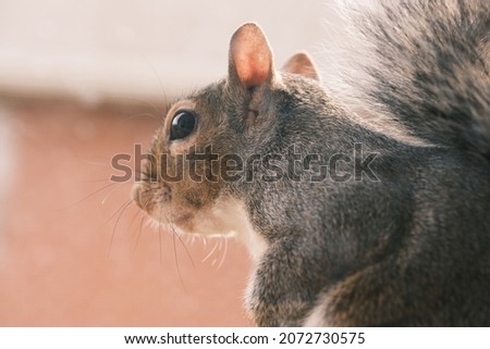 A close up photo of the squirrel stands outside near the window. 