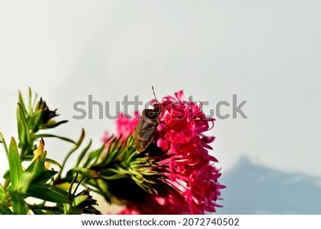 In the picture, a stink beetle sits on red flowers on a white background.