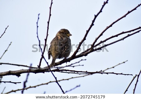 The picture shows an ordinary sparrow sitting quietly on the branches of a tree against the background of the sky.