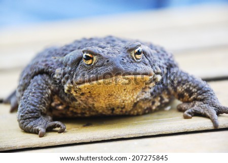 Common (european) toad - bufo bufo on wooden board