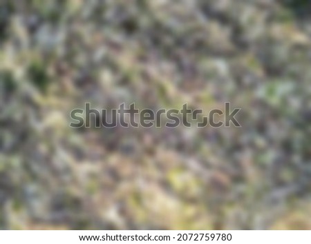 blurry pile of seaweed on the beach