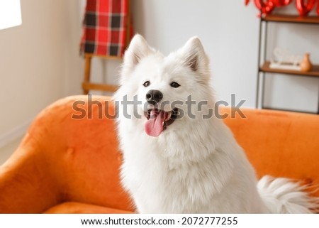 Cute Samoyed dog on sofa at home